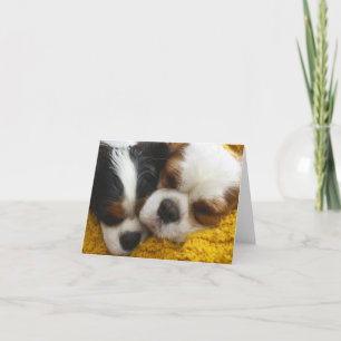 Cavalier King Charles Spaniels Blank Note Card Kaart