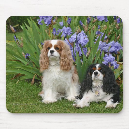 Cavalier King Charles Spaniels in Iris Garden Muismat (Voorkant)