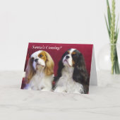 Cavalier King Charles Spaniels Kerst Kaart (Voorkant)
