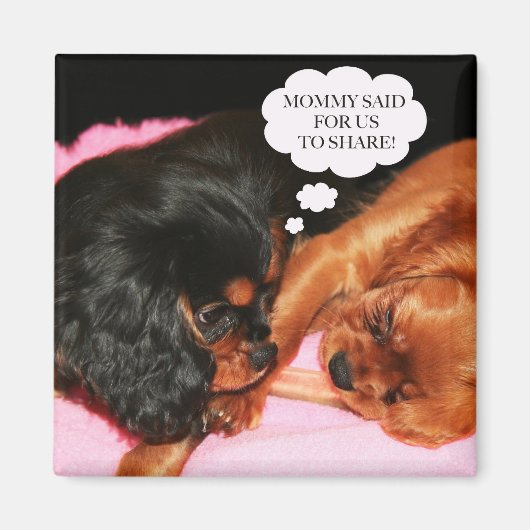 Cavalier King Charles Spaniels Puppies Magneet (Voorkant)