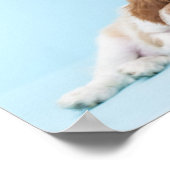 Cavalier King Charles Spaniels Sleeping Poster (Hoek)