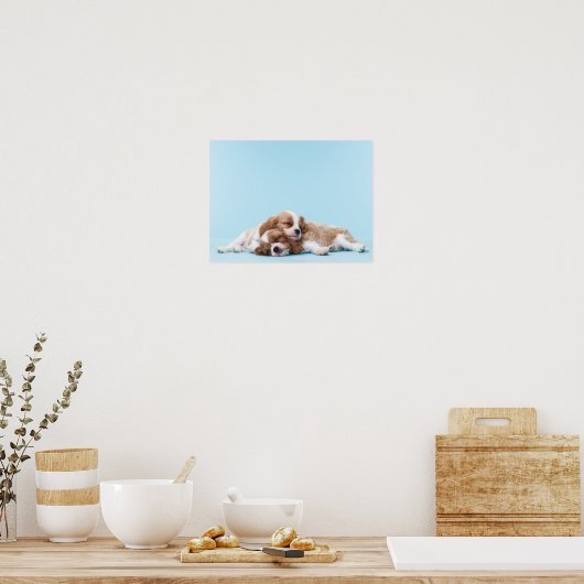 Cavalier King Charles Spaniels Sleeping Poster (Keuken)