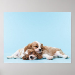 Cavalier King Charles Spaniels Sleeping Poster