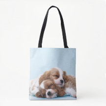 Cavalier King Charles Spaniels Sleeping