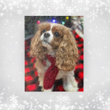 Cavalier King Charles Spanjaarden met Winter Scarf