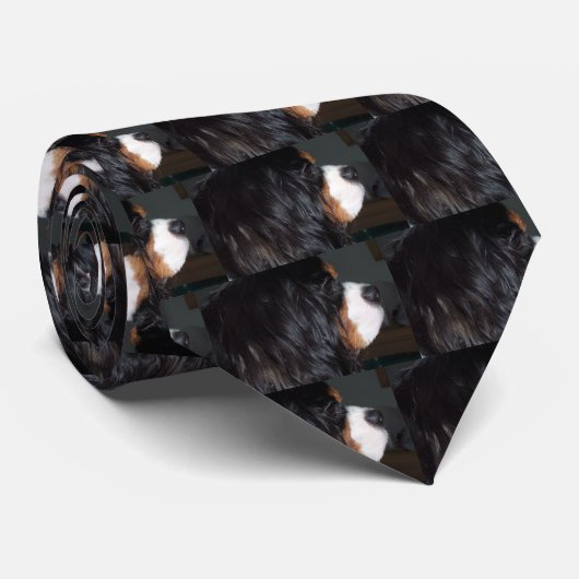 Cavalier King Charles Stropdas (Opgerold)