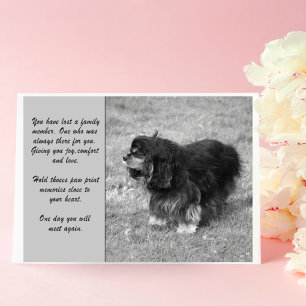 Cavalier King Charles troostkaart Kaart