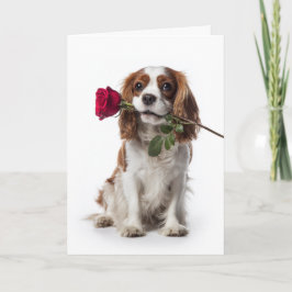 Cavalier King Charles Valentine – Teder Geliefd Kaart