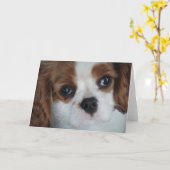 Cavalier King Charles wenskaarten Kaart (Gele Bloem)