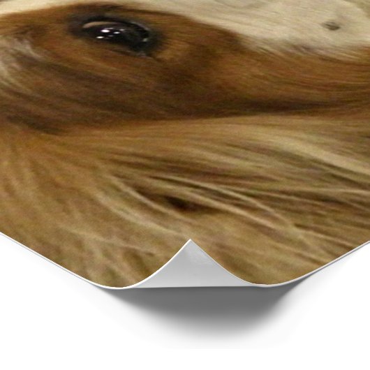 Cavalier King Charlies Spaniel Print (Hoek)