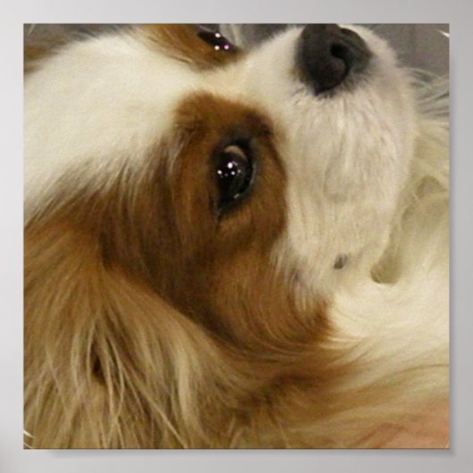 Cavalier King Charlies Spaniel Print (Voorkant)