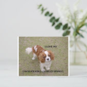 Cavalier-koning-charles-spaniel blenheim houdt van briefkaart (Staand voorkant)