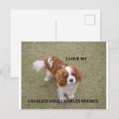 Cavalier-koning-charles-spaniel blenheim houdt van briefkaart (Voorkant / Achterkant)