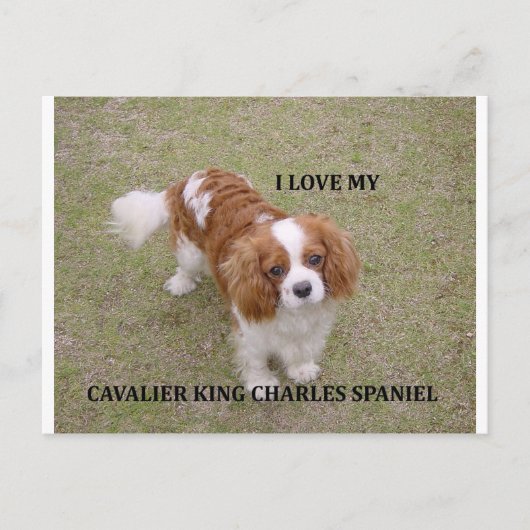 Cavalier-koning-charles-spaniel blenheim houdt van briefkaart (Voorkant)