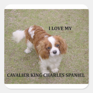 Cavalier-koning-charles-spaniel blenheim houdt van vierkante sticker