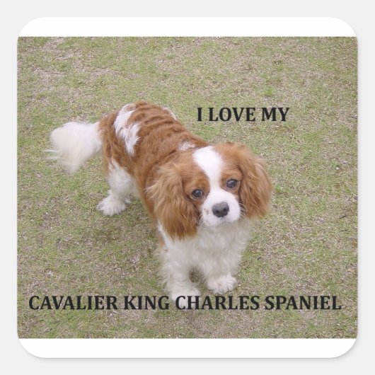 Cavalier-koning-charles-spaniel blenheim houdt van vierkante sticker (Voorkant)