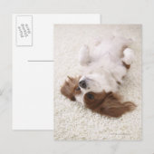 Cavalier met buik briefkaart (Voorkant / Achterkant)