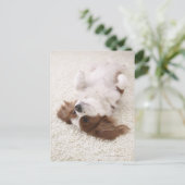 Cavalier met buik briefkaart (Staand voorkant)