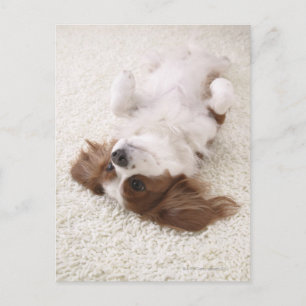 Cavalier met buik briefkaart