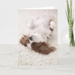 Cavalier met buik kaart