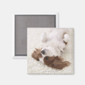 Cavalier met buik magneet (Voorkant / Achterkant)