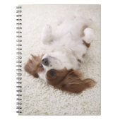 Cavalier met buik notitieboek (Voorkant)