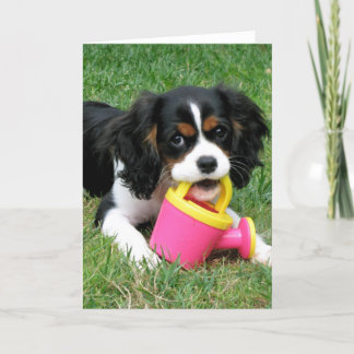 Cavalier Pup Kaart
