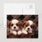 Cavalier-Puppies Briefkaart (Voorkant / Achterkant)
