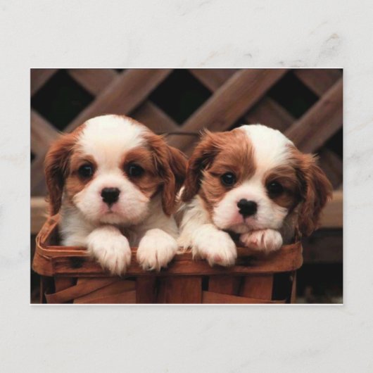 Cavalier-Puppies Briefkaart (Voorkant)