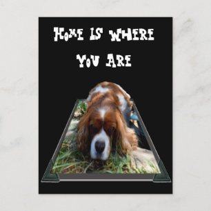 Cavalier Spaniel, Briefkaart