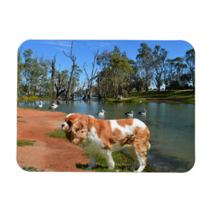 Cavalier Spaniel en Pelicans Magneet