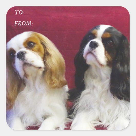 Cavalier Spaniels Gift Label Stickers (Voorkant)