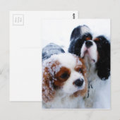 Cavaliers in de sneeuw briefkaart (Voorkant / Achterkant)