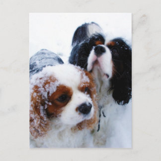 Cavaliers in de sneeuw briefkaart