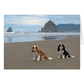 Cavaliers @ Kannon Beach, Oregon