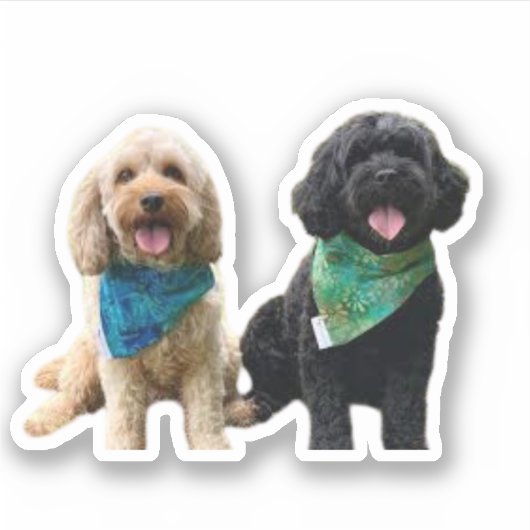 Cavapoo Cavoodle Cockerpoo Puppy Designer hond Sticker (Voorkant)