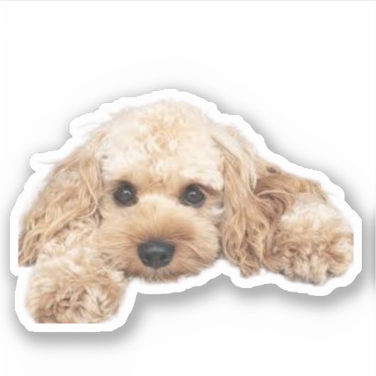 Cavapoo Cavoodle Cockerpoo Puppy Designer hond Sticker (Voorkant)