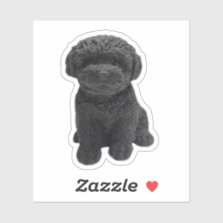 Cavapoo Cavoodle Cockerpoo Puppy zwarte hond Sticker