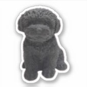 Cavapoo Cavoodle Cockerpoo Puppy zwarte hond Sticker (Voorkant)