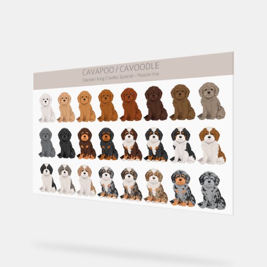 Cavapoo, Cavoodle hondenmix Acryl Bord (Hoek)