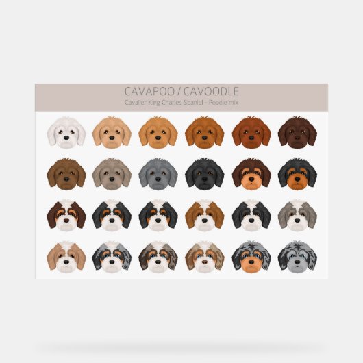 Cavapoo, Cavoodle hondenmix Acryl Bord (Voorkant)