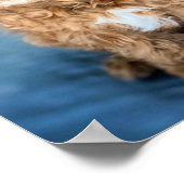 Cavapoo Dog Puppy Schattig Poster (Hoek)