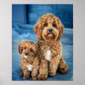 Cavapoo Dog Puppy Schattig Poster (Voorkant)