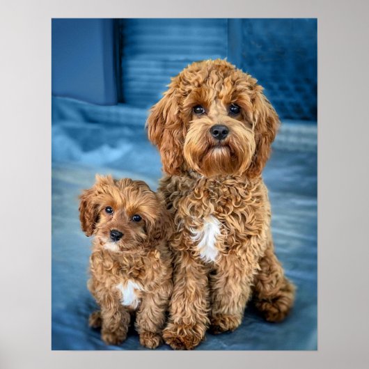 Cavapoo Dog Puppy Schattig Poster (Voorkant)