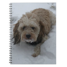 Cavapoo notitieboek