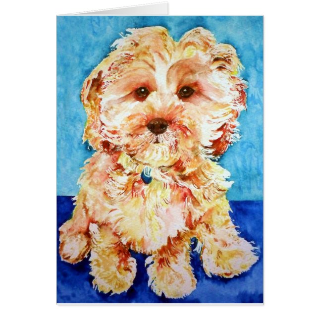 Cavapoo "Ollie". (Voorkant)