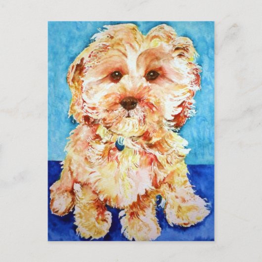 Cavapoo "Ollie". Briefkaart (Voorkant)