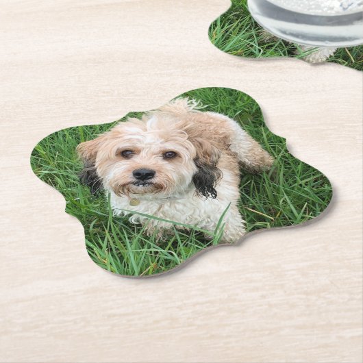 Cavapoo onderzetter (Gekanteld)