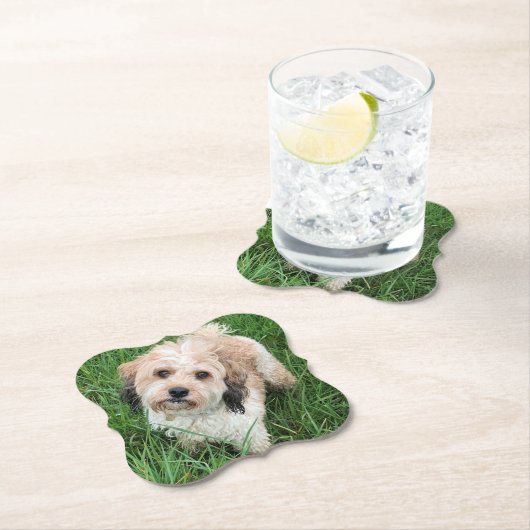 Cavapoo onderzetter (Insitu)