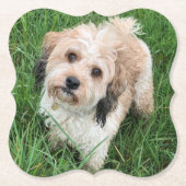 Cavapoo onderzetter (Voorkant)